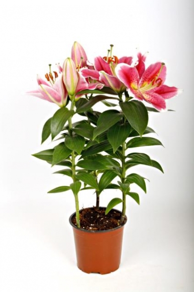 LILIEN SUNNY 40CM TP13 (1 Topf) im MillionStore zum Preis von 7,29 EUR